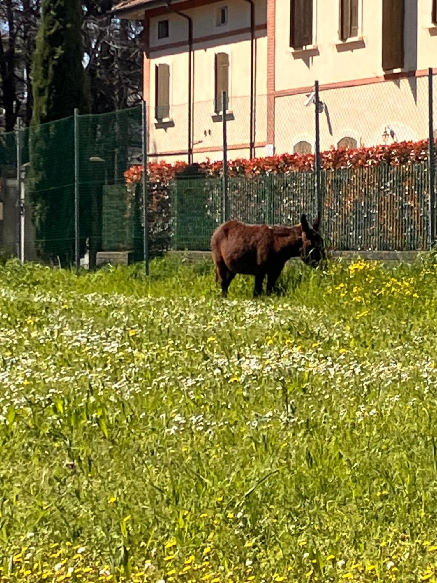 Rossena Home Tranquillo Appartamento, Con Giardino, Vicino Al Centro Ed All'Ospedale Santa Maria Nuova Smn Reggio nell'Emilia Esterno foto